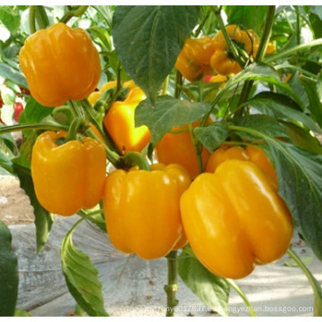 HSP06 Shang amarillo F1 híbrido campana / pimiento semillas para plantar